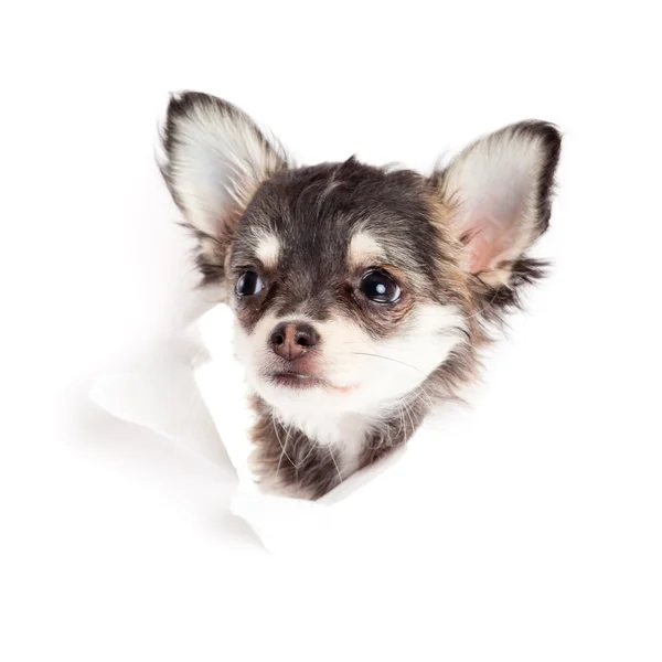 Chihuahua-Welpe auf Papier — Stockfoto