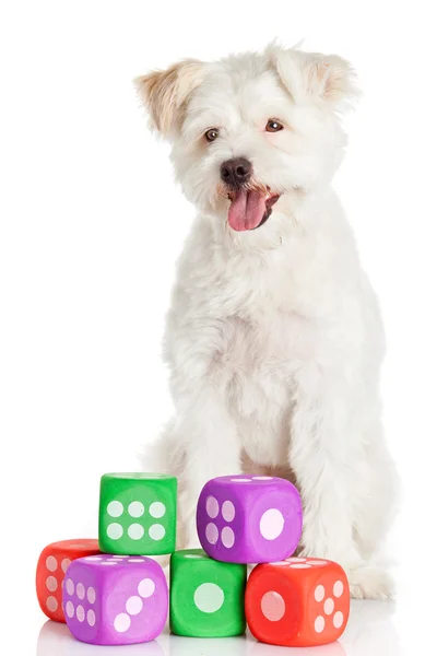 Cão engraçado com brinquedos isolados no branco Fotografias De Stock Royalty-Free