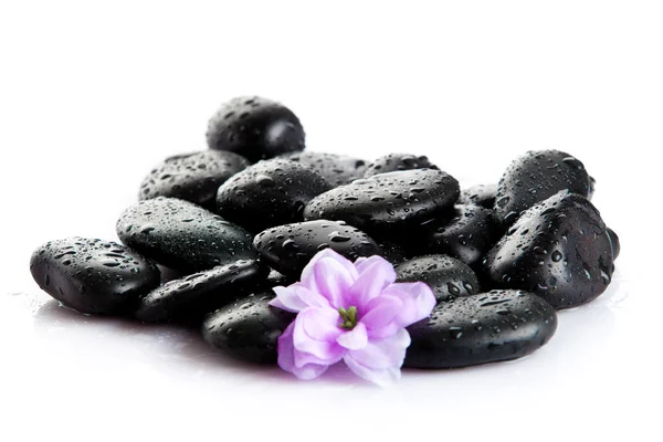 Spa stones and purple flower, isolated on white. flower in stone Stock Photo