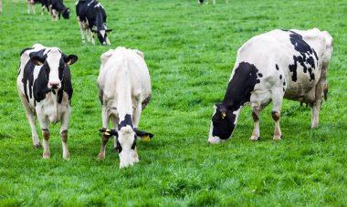 buzağılar alanında