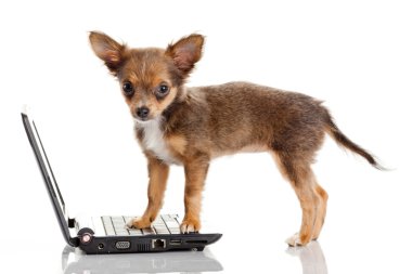 beyaz b üstünde a laptop önünde bir tatlı chihuahua köpek portresi