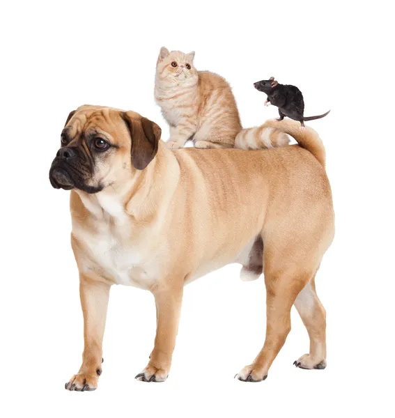 Hund, Katze und Maus isoliert — Stockfoto
