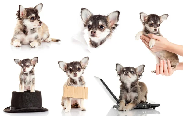 Set of Chihuahua puppy. Cute purebred chihuahua in front of whi — Stock Photo, Image