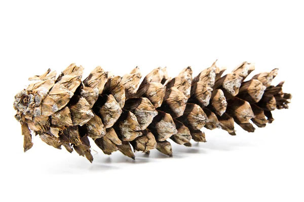 Conos de pino aislados sobre fondo blanco —  Fotos de Stock