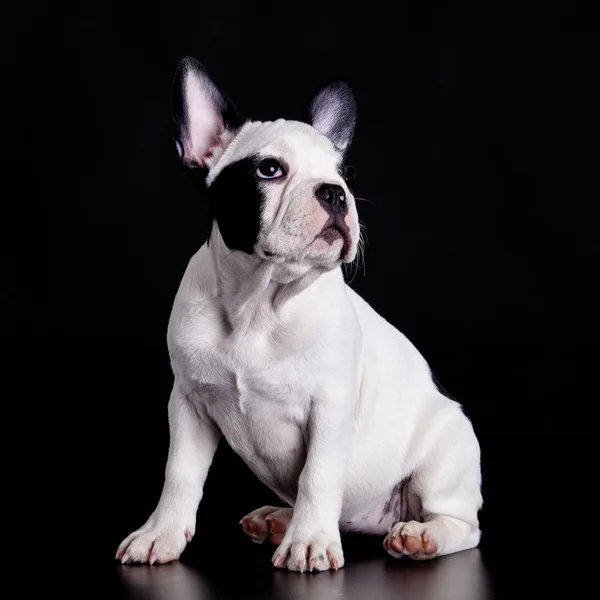 Fransk bulldog på svart bakgrund . — Stockfoto