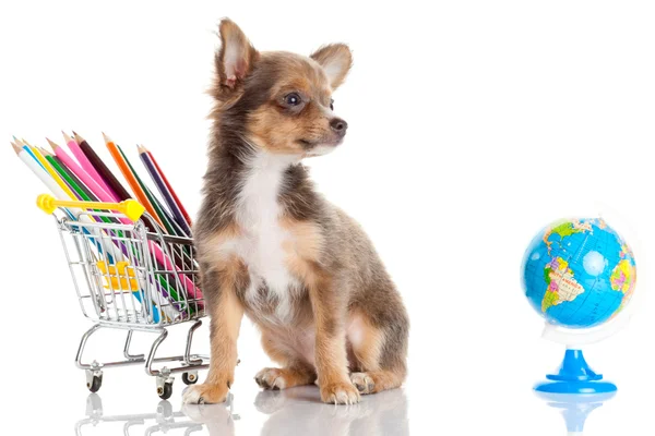 Собака с карандашом и глобусом — стоковое фото