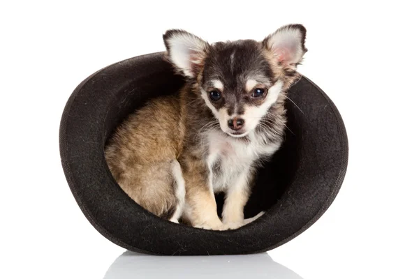 Chihuahua valp i en hatt. — Stockfoto