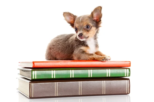 Dog on books. Chihuahua puppy — Stock Photo, Image