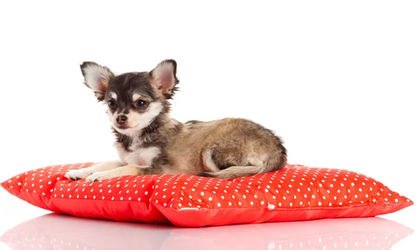 Pies Chihuahua na czerwone poduszki na białym tle. Portr — Zdjęcie stockowe