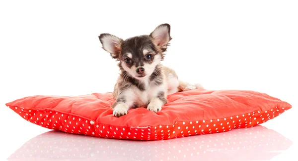Chihuahua cão no travesseiro vermelho isolado no fundo branco. portr — Fotografia de Stock