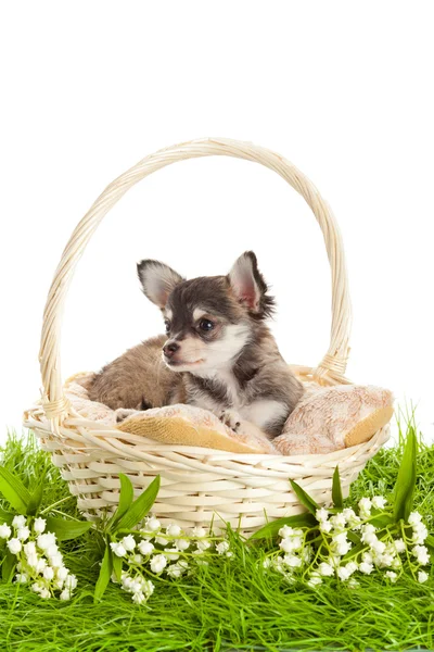 Chihuahua cachorros. precioso cachorro s. retrato de cachorros en un bas —  Fotos de Stock