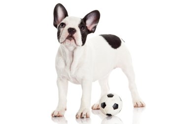 Fransız bulldog köpek oyuncak topu yere beyaz ile