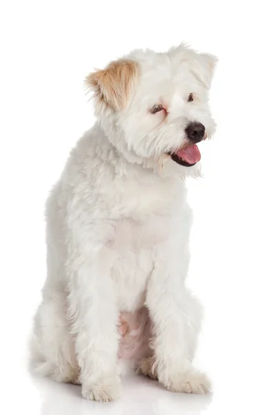 Cão bonito isolado no fundo branco — Fotografia de Stock