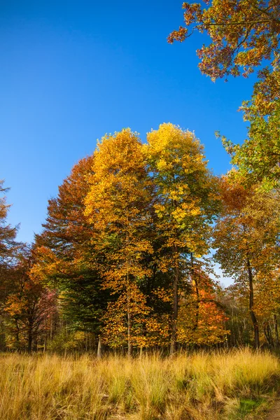 Paisaje otoñal. Bosque en otoño. Colorido otoño —  Fotos de Stock