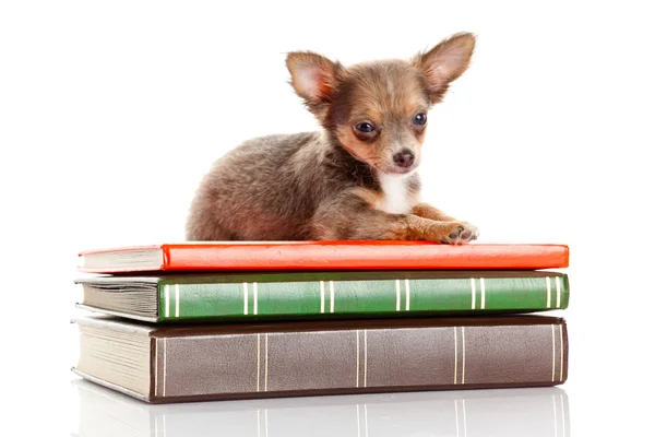 Dog on books. Chihuahua puppy — Stock Photo, Image