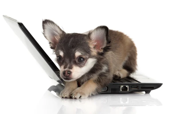 Portrait of a cute chihuahua dog in front of a laptop on white b — Stock Photo, Image