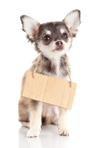 Chihuahua puppie with empty cardboard. Dog holding a homeless — Stock Photo, Image