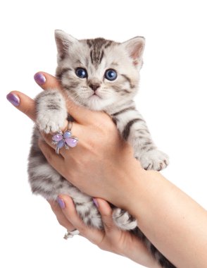 beyaz zemin üzerinde yavru kedi. sevimli genç kedi kadının ellerinde.