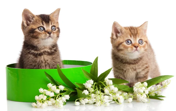 Kätzchen in grünem Geschenkkarton isoliert auf weiß. — Stockfoto