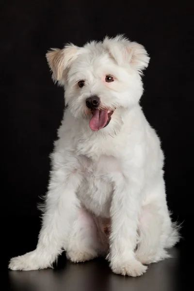 Weißer Hund auf schwarzem Hintergrund. — Stockfoto