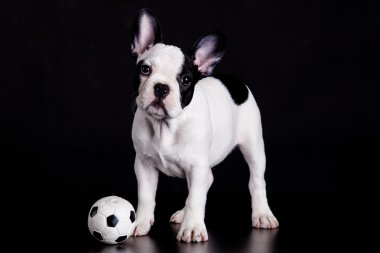 Fransız bulldog yavrusu siyah arka plan üzerinde topu ile