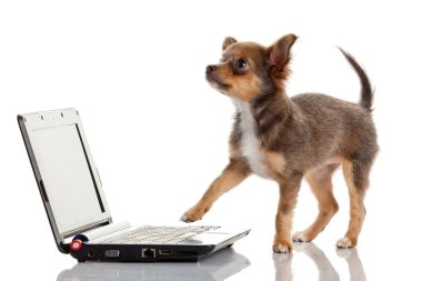 beyaz b üstünde a laptop önünde bir tatlı chihuahua köpek portresi