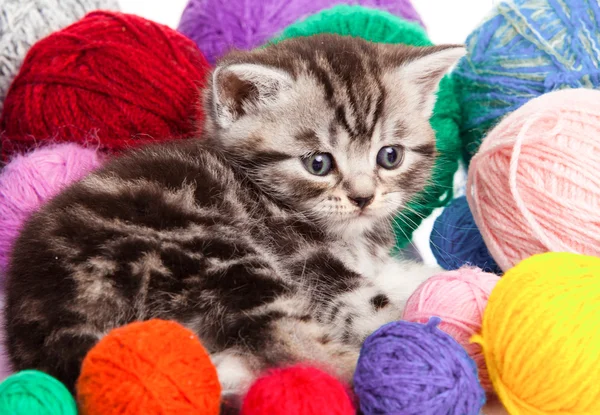 Gatinho com bolas de fios. gatinho no fundo branco. — Fotografia de Stock