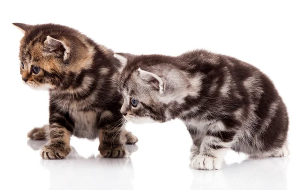 Twee kitten op een witte achtergrond — Stockfoto