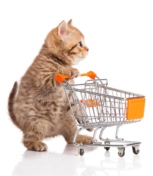 British cat with shopping cart isolated on white. kitten osolate — Stock Photo, Image