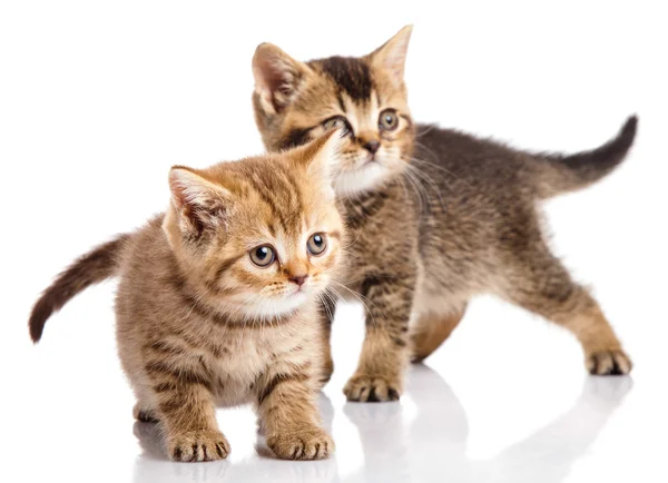 Zwei Kätzchen auf weißem Hintergrund — Stockfoto