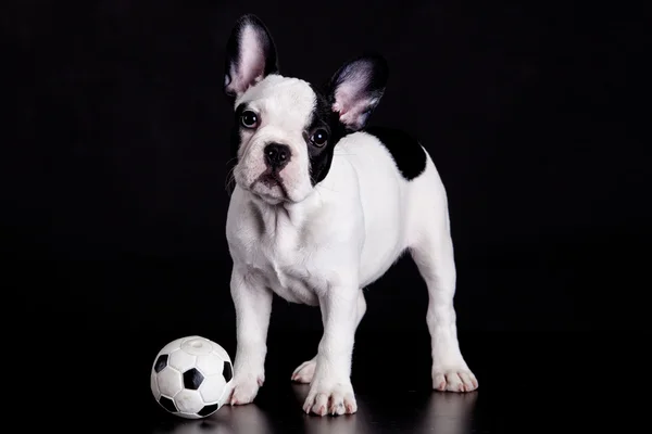 Franse bulldog pup met bal op zwarte achtergrond — Stockfoto