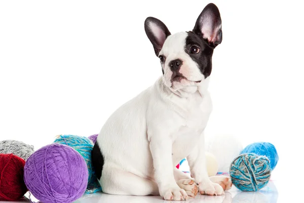 Happy puppy of the french bulldog on a white background — Stock Photo, Image