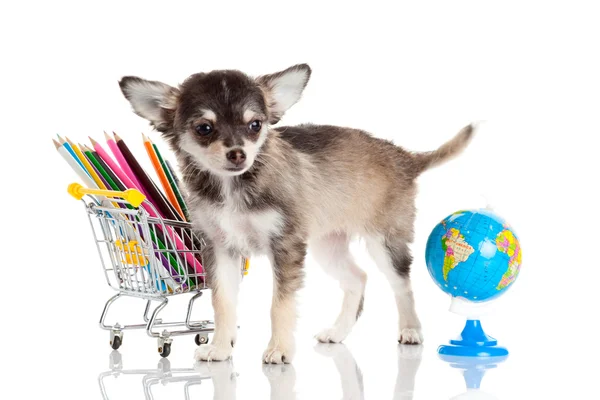 Hund mit Bleistift und Globus — Stockfoto