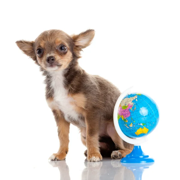 Śmieszne szczeniak chihuahua. szczeniak z globusem na białym tle — Zdjęcie stockowe