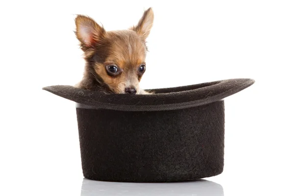 Chihuahua valp i en hatt. — Stockfoto