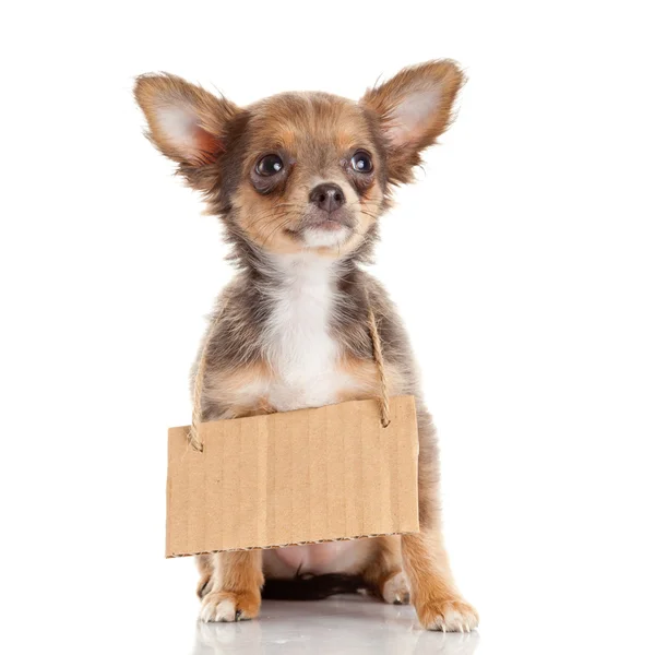 Chihuahua puppie with empty cardboard. Dog holding a homeless — Stock Photo, Image