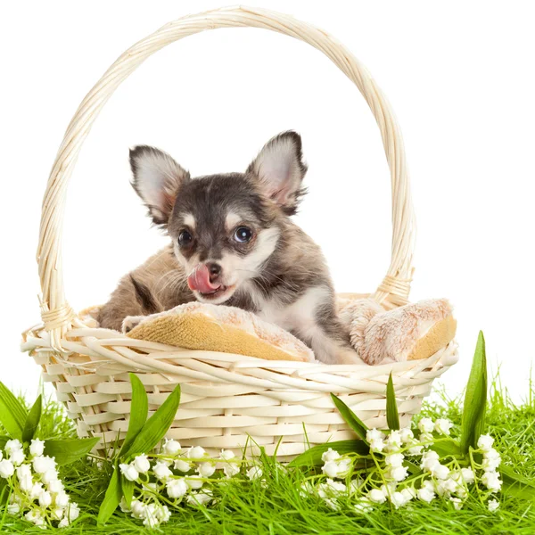 Chihuahua cachorros. precioso cachorro s. retrato de cachorros en un bas —  Fotos de Stock