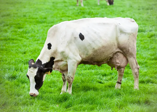 Krávy na zelené louce — Stock fotografie
