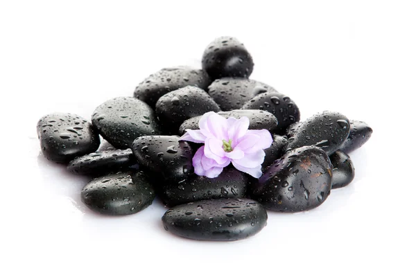 Pedras de spa com gotas e flores isoladas em branco — Fotografia de Stock