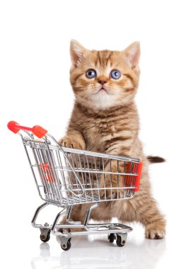 alışveriş sepeti üzerine beyaz izole ile İngiliz bir kedi. yavru osolate