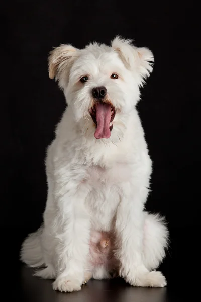 Perro blanco sobre fondo negro . — Foto de Stock