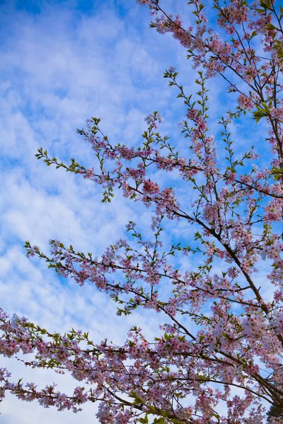 Flores Sakura floreciendo. Hermosa flor de cerezo rosa — Foto de Stock