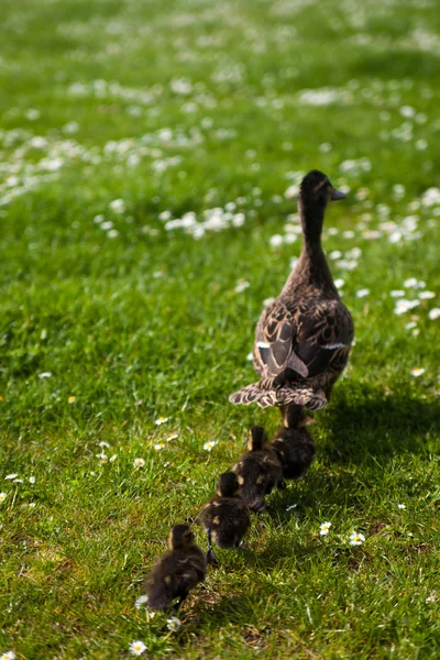 Eendenfamilie — Stockfoto