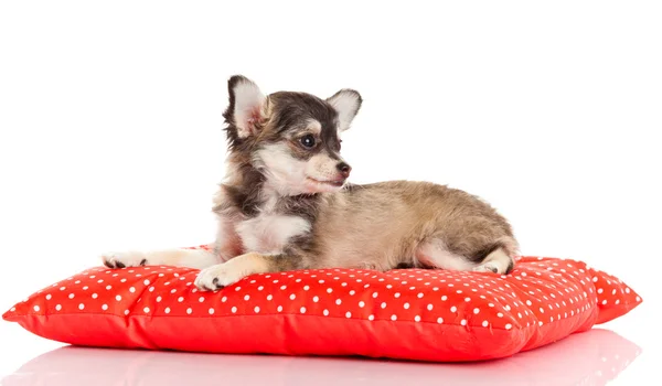 Chihuahua dog on red pillow isolated on white background. portr — Stock Photo, Image