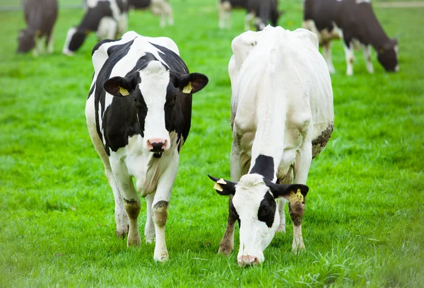 Vaches sur prairie verte Images De Stock Libres De Droits