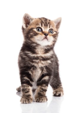 Beyaz arka planda kedi yavrusu