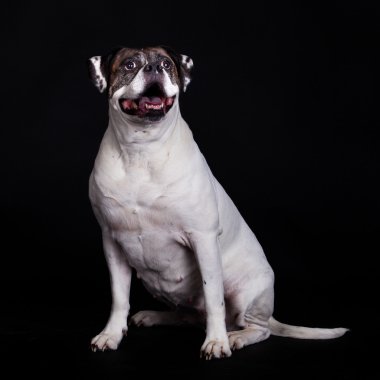 Amerikan bulldog köpek portre siyah arka plan üzerine.