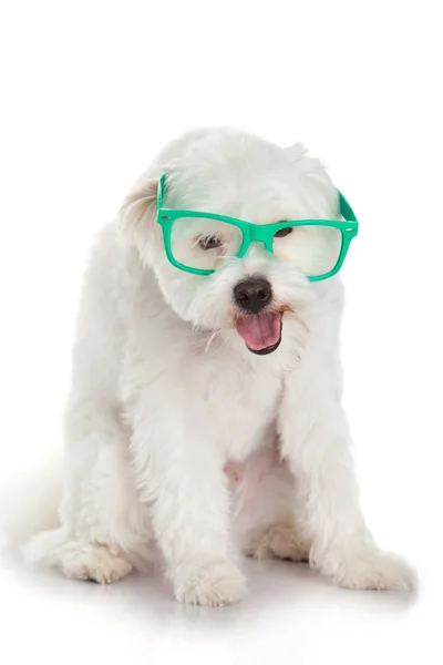 Portrait of a dog in glasses. Funny white dog in glasses — Stock Photo, Image