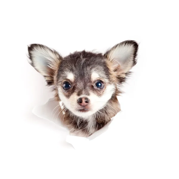 Chihuahua puppy in paper — Stock Photo, Image