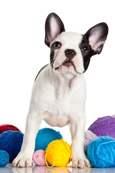 Французский бульдог щенок с шерстяными шариками изолированы на белом фоне . — стоковое фото